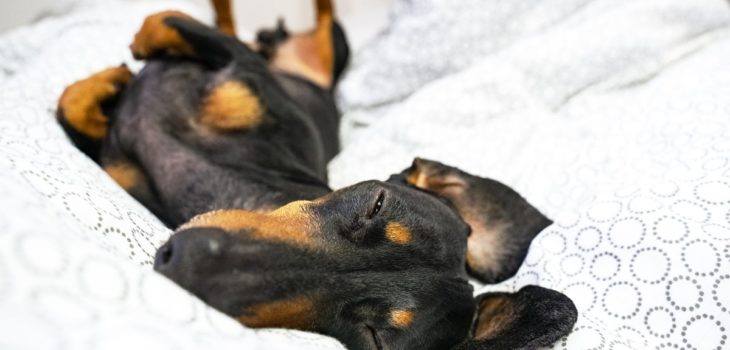 Dachshund Sleeping On Back And In Weird Poses – Should You Be Concerned?