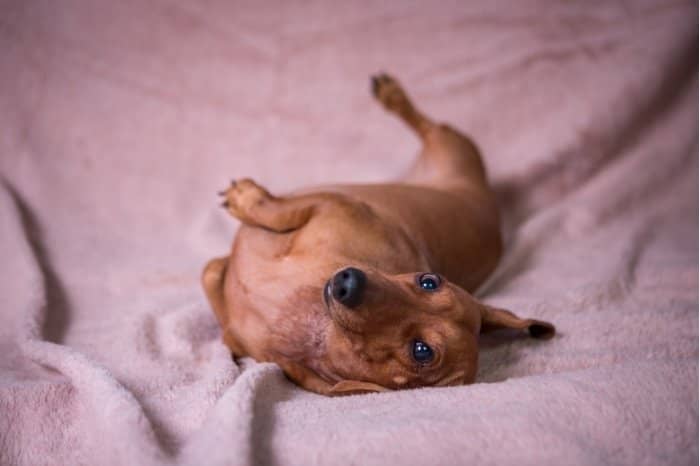 Dachshunds Also Like To Cool Off That Way