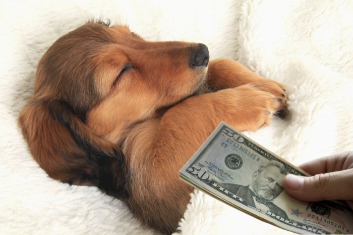 How Expensive Is A Chocolate Based Cream Dachshund Puppy