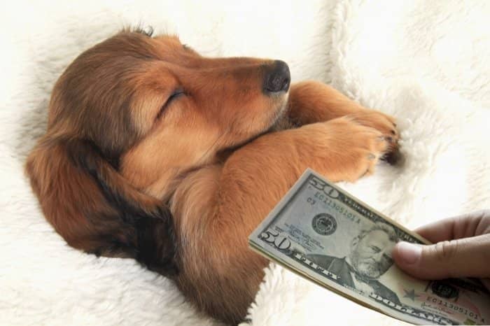 How Expensive Is A Chocolate Based Cream Dachshund Puppy