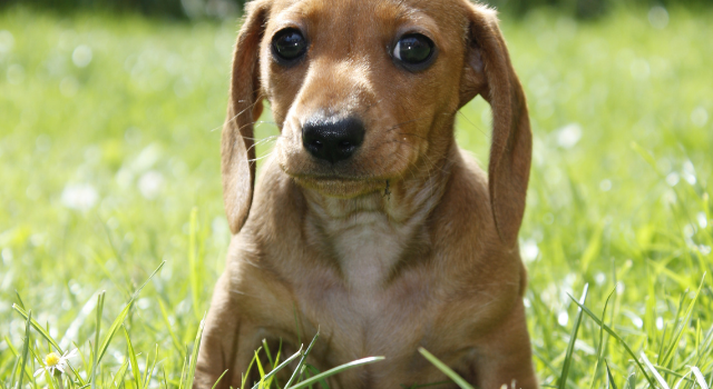 Quick Breed Facts – How Long Do Miniature Dachshunds Get?