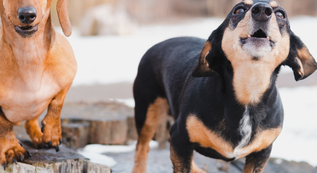 Is Your Dachshund Barking At Strangers?