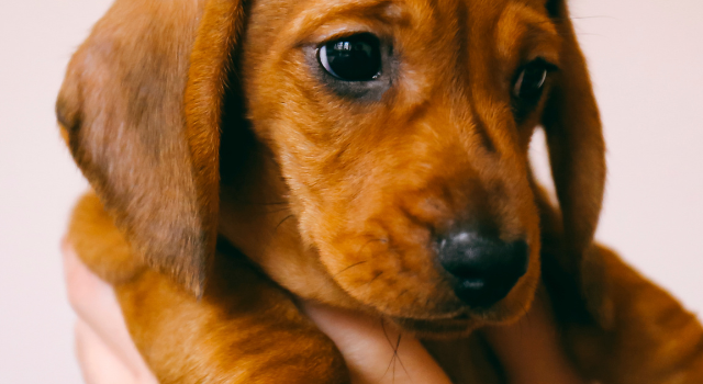 6 Dachshund Facts And Information Tidbits You Should Know