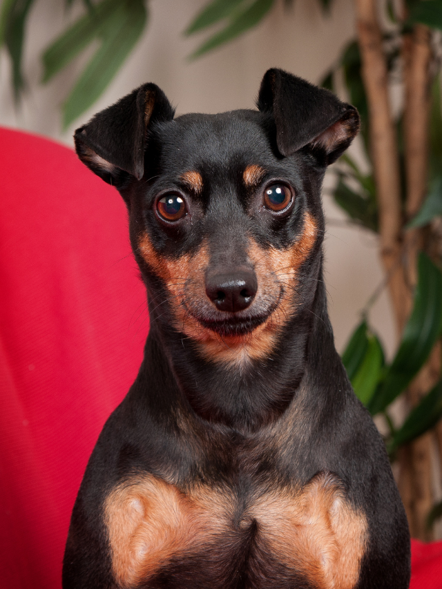 Dachshund And Min Pin Mix And All Its Awesome Peculiarities Sweet Dachshunds 6538