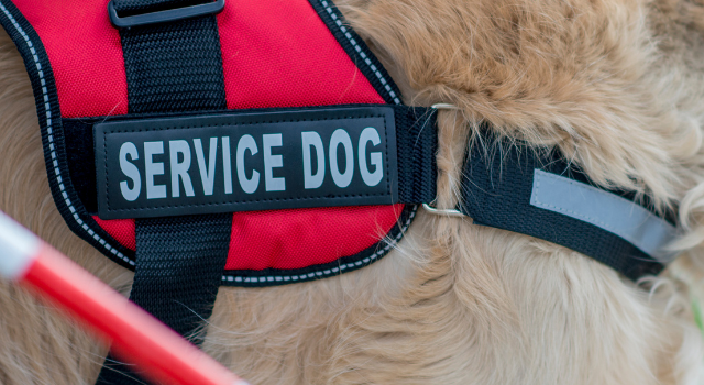 Dachshund Service Dog Vest