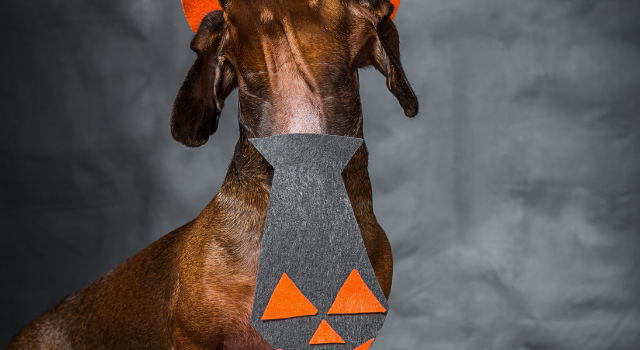Mini Dachshund Halloween Costume Ideas