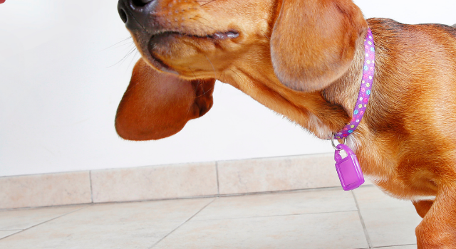 Potty Training A Dachshund – All Tips, Tricks, and Know-How