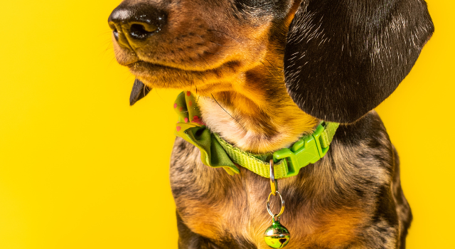Collar Or Harness For Dachshund – Which Is Best And Why?