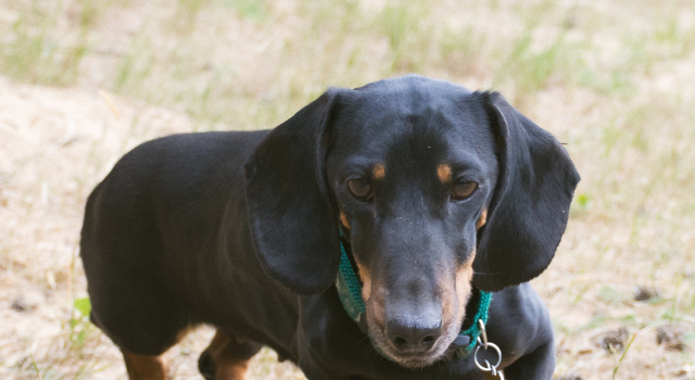 You’d Be Surprised How Fast Dachshunds Can Run