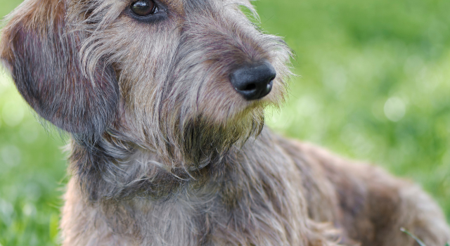 Facts About The Wire Haired Dachshund’s Personality