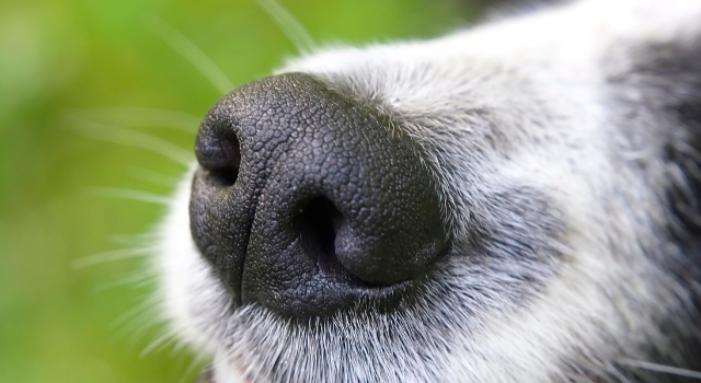 What Does It Mean If Your Dog’s Nose Is Dry And Is It Serious?