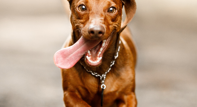 How Fast Can A Dachshund Run? & Should You Jog With Your Dachs?
