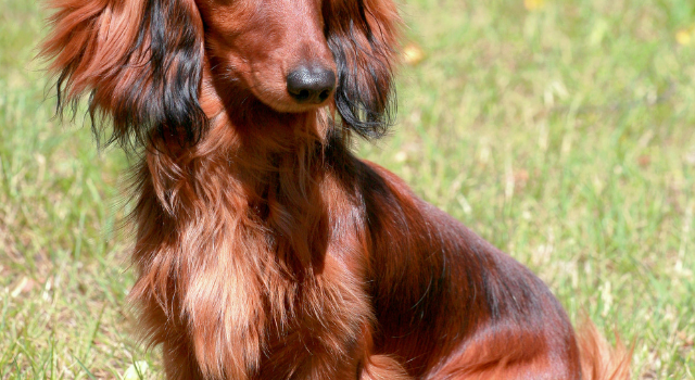 Light Red Long Haired Dachshund