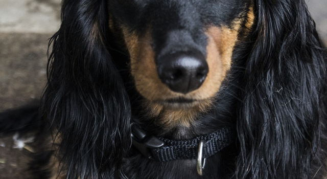 Solid Black Long Haired Dachshund
