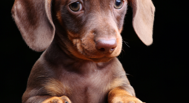 What To Expect From A Mini Dachshunds Traits And Personality
