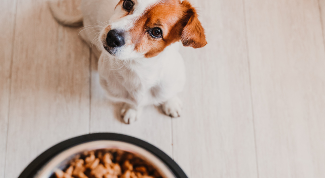 The Best Food For Dachshund Weight Loss