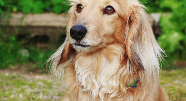 Long Haired Multi Colored Dachshund Dogs And Their Unique Beauty