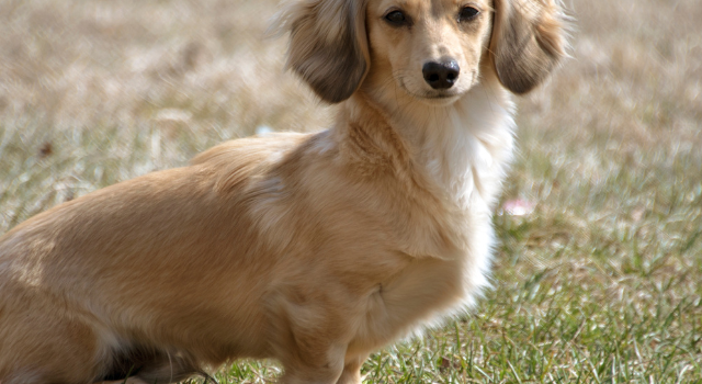 What Does An EE Cream Long Haired Dachshund Look Like?