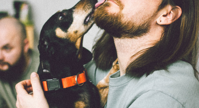 Why Does My Dachshund Lick Me So Much – 7 Possible Explanations