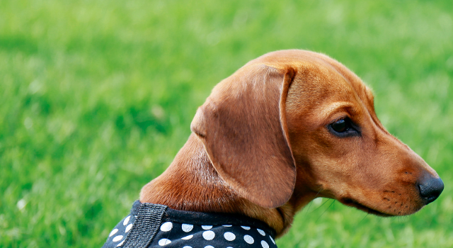 Why Go With A Harness For Miniature Dachshund – 5 Vital Reasons