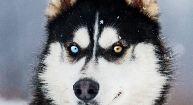 The Most Beautiful Green-eyed Dog Names