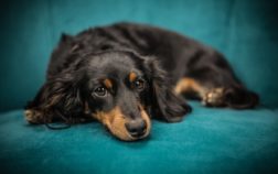 Long Haired Black And Tan Mini Dachshund And What You Need To Know About It