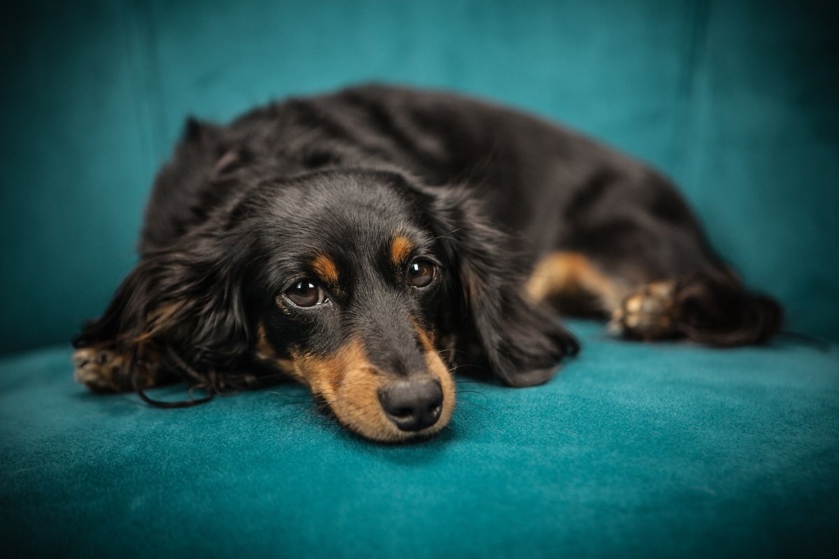 Long Haired Black And Tan Mini Dachshund And What You Need To Know About It  - Sweet Dachshunds