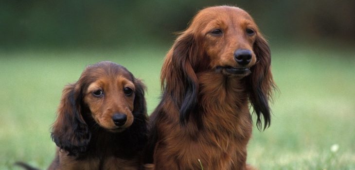 Looks, Cost, And Other Details About The Shaded Red Long Haired Dachshund Puppy