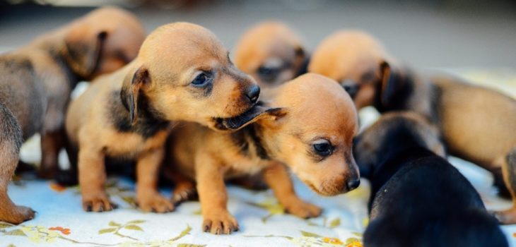 What Are The Key Characteristics Of A Short Haired Mini Dachshund Puppy?