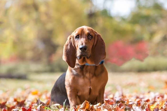 What Is The Beagle Basset Dachshund Mix