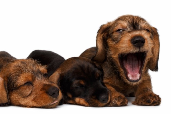 What Makes The Shaded Red Long Haired Dachshund Puppy Special