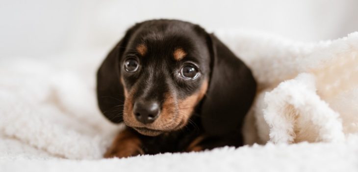 Why Do Dachshunds Like To Burrow And Dig, And What To Do About It
