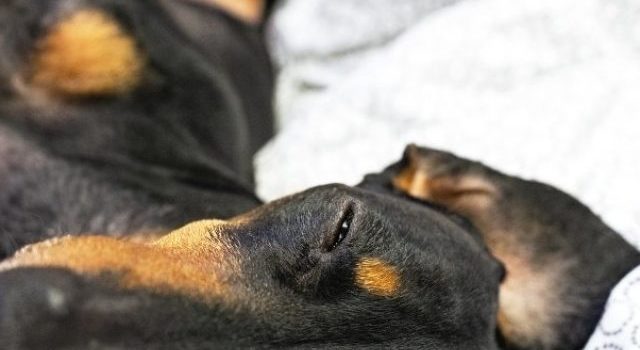 Why Is Your Dachshund Sleeping In A Strange Position?