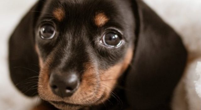 Are Mini Dachshunds The Right Breed For You?