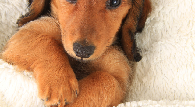Color Dilution Alopecia In Dachshund Dogs – Interesting Facts