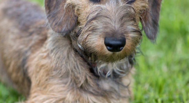 What Exactly Is A Wirehaired Mini Dachshund?