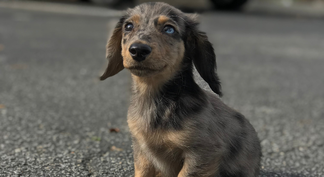 Why Are Dachshunds So Cute – Remarkable Breed Features