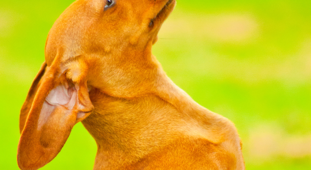 Why Are Dachshunds So Hard To Potty Train?