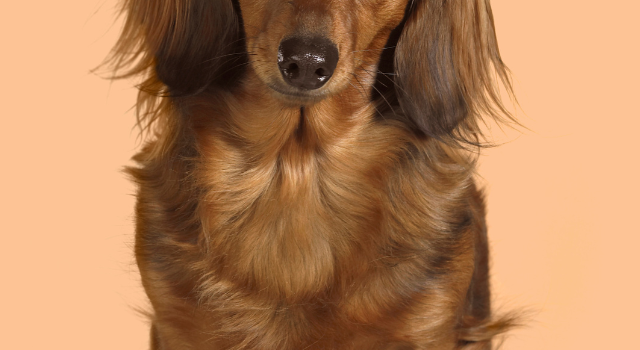Standard Life Expectancy Of Long Haired Dachshund Dogs – Interesting data