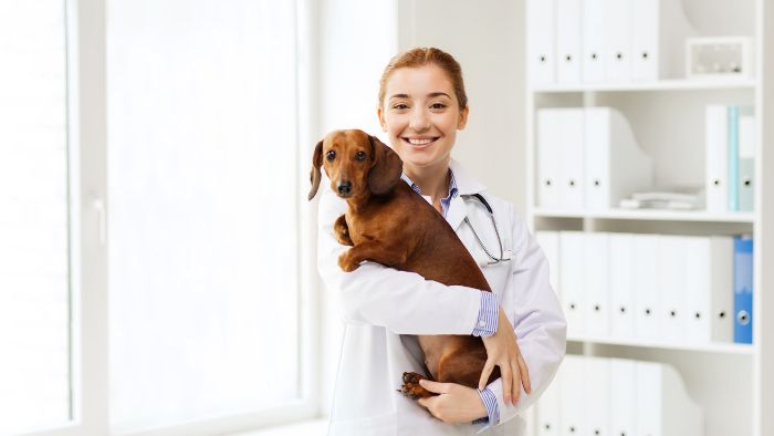  Are cancer lumps in dogs hard or soft?