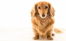 Dachshund Ears Losing Hair – Causes And Treatments Explained!