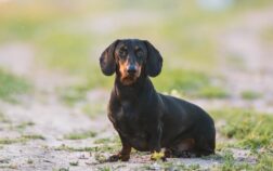 Dachshund Lump On Chest – Causes And Treatments Explained!