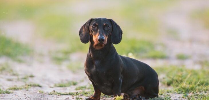 Dachshund Lump On Chest – Causes And Treatments Explained!