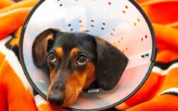 Dachshund Neutering Pros And Cons Explained!