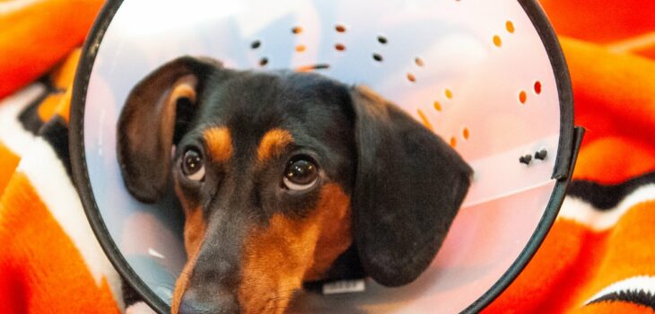 Dachshund Neutering Pros And Cons Explained!