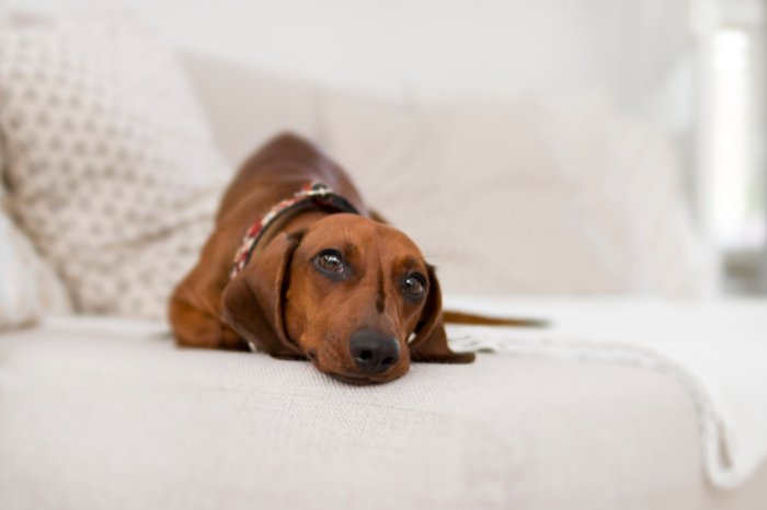 Dachshund Neutering Pros And Cons