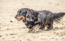Full Size Long Haired Dachshund – Amazing Facts And Stats Revealed!