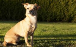 How Big Will A Dachshund Chihuahua Mix Get? Amazing Chiweenie Facts Revealed!