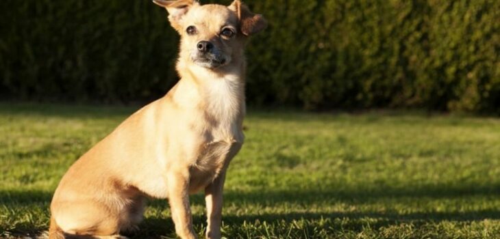 How Big Will A Dachshund Chihuahua Mix Get? Amazing Chiweenie Facts Revealed!