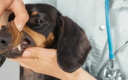 How Many Teeth Do Dachshunds Have? Fascinating Dachshund Dental Facts Revealed!